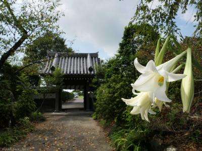 「常楽寺」の夏の花_2023_彼岸花は未だ見えず、末期のユリが咲いてました（群馬県・太田市）