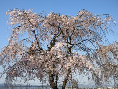 春の岐阜 １）大垣～霞間ケ渓　