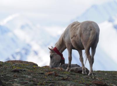 ラダック カンヤツェⅡ峰への旅 2 シロに捧ぐ