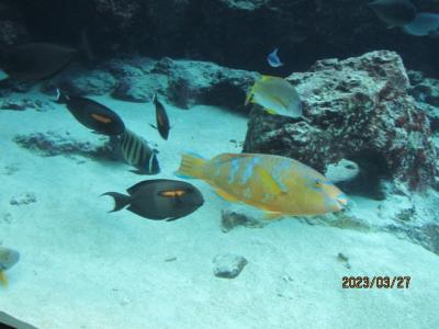 孫と一緒の沖縄旅行（１０）美ら海水族館の多彩な熱帯魚。