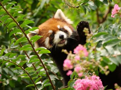 【レッサーパンダ遠征記】憧れの百日紅コラボ2023☆多摩動物公園