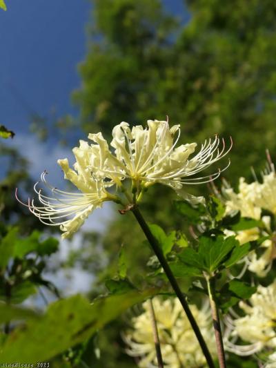 「常楽寺」の彼岸花_2023_淡黄色の花が咲いていました（群馬県・太田市）