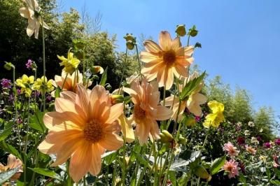 初夏の花巡り～長居植物園編～