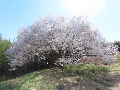 京都 城陽 南京都病院 エドヒガン(Edohigan Cherry,South Kyoto Hospital,Joyo,Kyoto,JP)