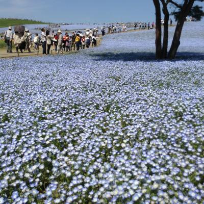 日帰りドライブ　ひたちなか海浜公園