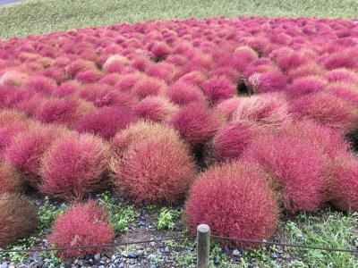 日帰りドライブ　ひたち海浜公園　コキア