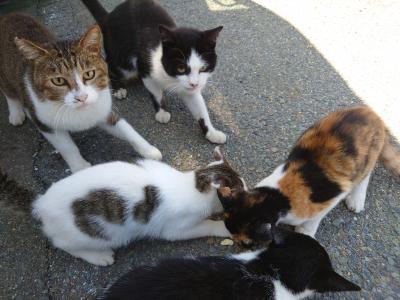 2023年9月　兵庫旅行（１）姫路　家島　猫ちゃんを探して