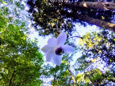 御岳山レンゲショウマまつり