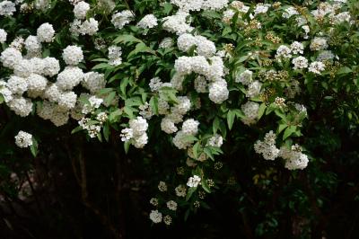 新緑と赤に萌える京都3
