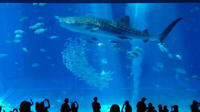 SFC修行⑩-2　夢の美ら海水族館へ♪