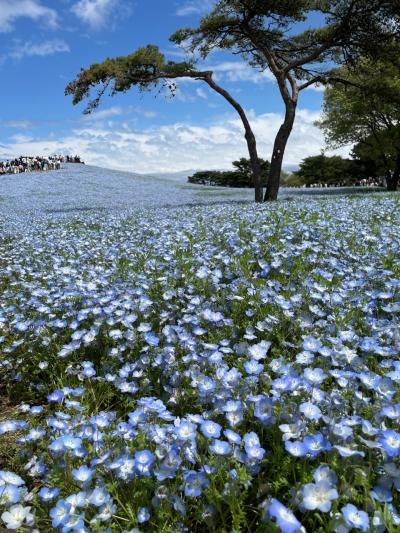 茨城の旅　2023年4月　ひたちなか