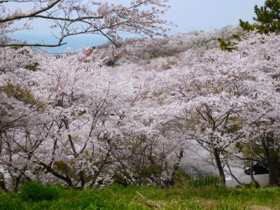 ２０２３年３月　山口県山陽小野田市　竜王山に桜を見に行きました。