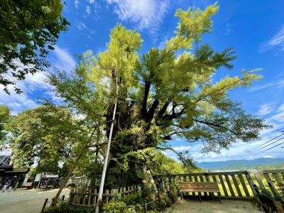 奈良　葛城一言主神社の大銀杏～　大阪　太子町立竹内街道歴史資料館