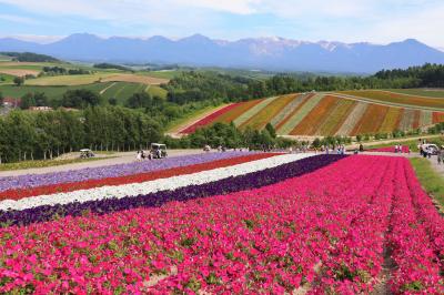 夏の終わりの花畑は豪華で艶やか　富良野・美瑛