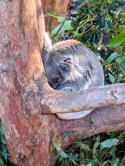 シドニー近郊に宿泊＆ドライブ　タロンガ動物園でテント泊と夜の動物園