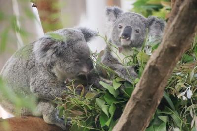 横浜に動物園遠征２泊２日２園2023夏ぎり猛暑前（５）金沢動物園（後）埼玉からお嫁入りしたコアラのこはるちゃんの息子のハリーにやっと会えた！