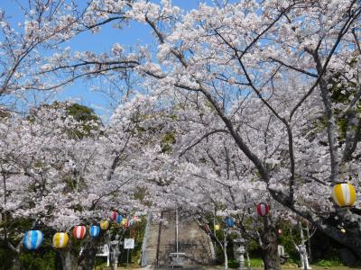 ２０２３年３月　宇部市　真締川周辺と護国神社の桜
