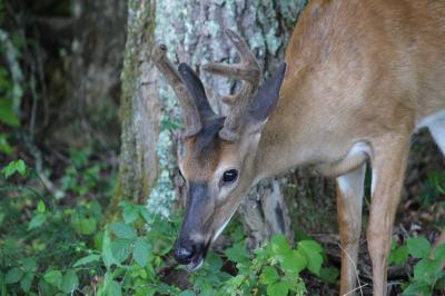 グレート・スモーキー山脈(ﾃﾈｼｰ州)_Great Smoky Mountains(TN)　ブラックベアにエルク！全米一訪問者が多い自然公園