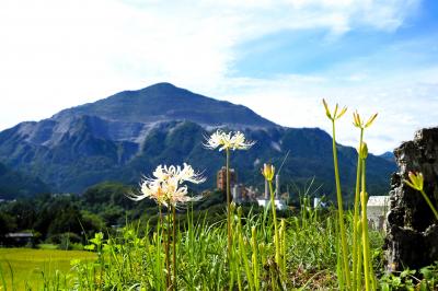 秩父・彼岸花を見に寺坂棚田と札所巡り2023