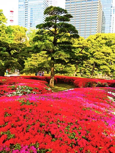 東京-5　皇居東御苑a 　二の丸庭園　ツツジ-開花最盛期　☆平川門　諏訪の茶屋　二の丸池