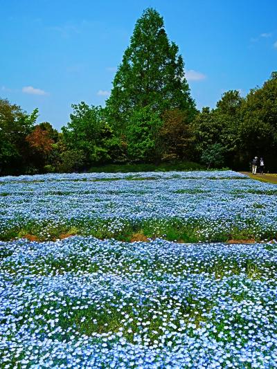 清水公園-2　花ファンタジアa　 ネモフィラ　花壇見ごろ　☆ローズガーデン-咲き初め
