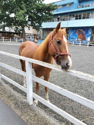 【帯広】 ばんえい競馬敷地内には楽しめる施設があるので、競馬以外で訪れるのもまた一興 【中編】