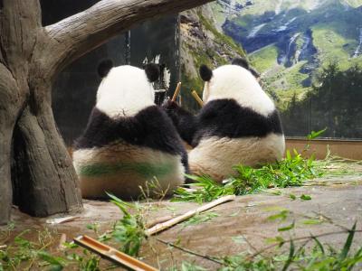 上野で行われた台湾フェスティバルで台湾グルメを食べた後、上野動物園のパンダファミリーに会ってきました