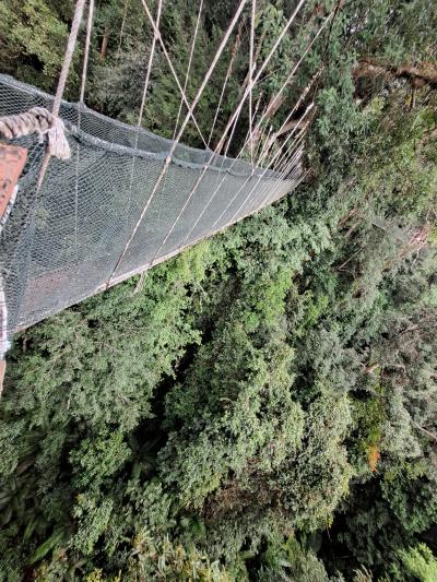 【2023年　マレーシア】３　キナバル山には登らないけどキナバル山を見に行くツアーをもうしこんだのよ。whatsappってアプリ常識？　