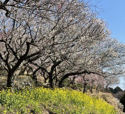ぶらりお散歩　湯河原の梅林