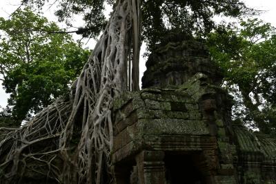 巨木に覆われたタプロム寺院