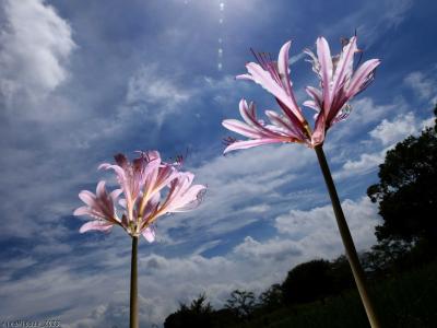 「つつじが岡第二公園」のナツズイセン_2023_彼岸花が咲く前に、咲き進んでいました（群馬県・館林市）