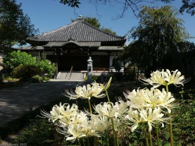 「常楽寺」の彼岸花_2023(4)_白い花が咲き揃って見頃、赤い花は少しだけ咲いてました。（太田市）