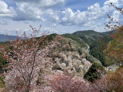 【47都道府県の旅】夜明けの吉野山と桜と