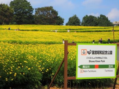 青空にレモンブライトの花の丘「コスモスまつり2023」国営昭和記念公園  ×JR東日本コラボ