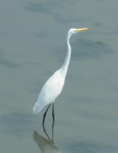 【日帰り】東京港野鳥公園