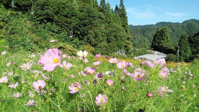 2023年9月米沢～山形2泊3日 素敵なホテルに、面白山高原のコスモス畑も綺麗でした