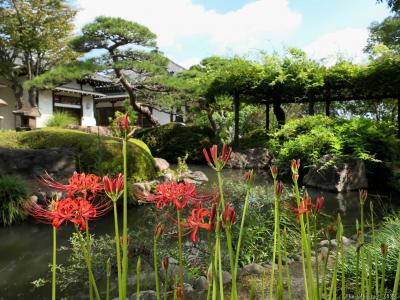 「常楽寺」の彼岸花_2023(5)_芽が出始め、少し咲きはじめました。白は見頃過ぎました（太田市）