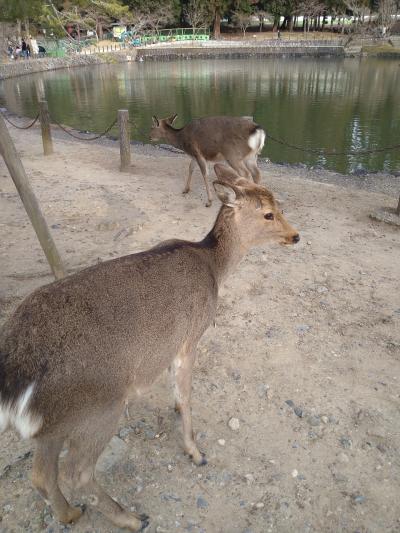 数十年ぶりの奈良旅　その２