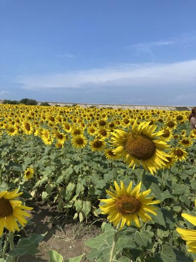 初秋の福岡で感じる夏の名残(その1・9月なのに満開の柳川ひまわり畑)