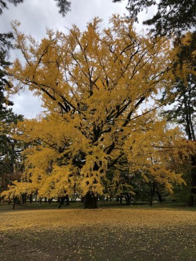 2022秋の京都　京都御所ガイドツア－と円山公園の紅葉