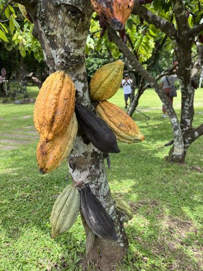 チョコレートと南国フルーツの街　フィリピン　ミンダナオ島ダバオへ行く