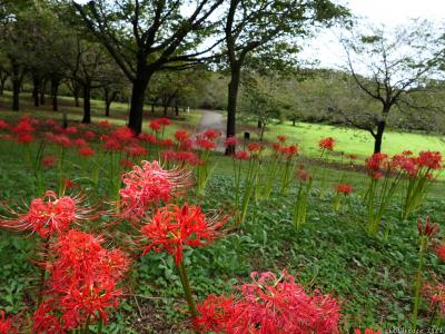 「みやぎ千本桜の森公園」の彼岸花_2023_赤は見頃始まり、白は見頃終盤でした（群馬県・前橋市）