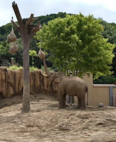 2023年 夏の北海道(21) 3日目午前、"ウポポイ" から 札幌 "円山動物園" に目的地を変更。この動物園の主役はゾウかなぁ･･･