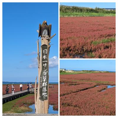 サンゴ草今が見ごろ～と流れて・これは確かめなくては・・