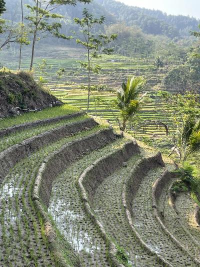 インドネシアが埼玉県より涼しい件