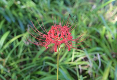 端境期の宇治植物園