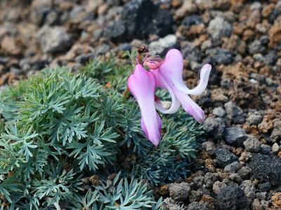 売りは「花」だけじゃない！　山容が美しい花の百名山「秋田駒ヶ岳」