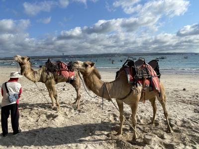 キャメルライド