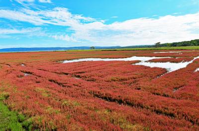 能取湖とワッカ原生花園で眺めたサンゴ草の紅葉：　異常気象の年、北海道に秋を探して　（２）
