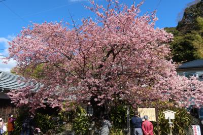 河津桜と河津観光